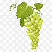 手绘葡萄-空若网 手绘葡萄-空若网