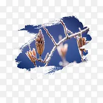 霜降节气打霜松花树枝装饰下载-空若网 霜降节气打霜松花树枝装饰下载-空若网