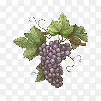 葡萄手绘免抠下载-空若网 葡萄手绘免抠下载-空若网