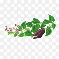 手绘何首乌-空若网 手绘何首乌-空若网