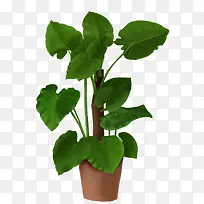 手绘植物盆裁滴水观音-空若网 手绘植物盆裁滴水观音-空若网