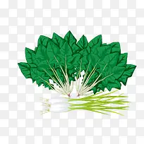 手绘菠菜设计素材-空若网 手绘菠菜设计素材-空若网