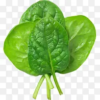 ���ʲ���Ҷ-������