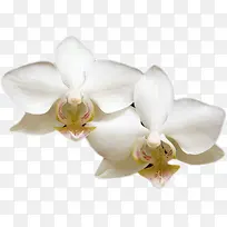 白色的蝴蝶花-空若网 白色的蝴蝶花-空若网