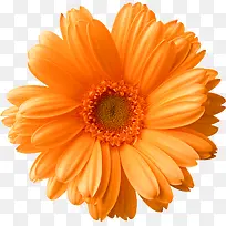 橙色简约菊花装饰图案-空若网 橙色简约菊花装饰图案-空若网