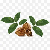 核桃树手绘-空若网 核桃树手绘-空若网