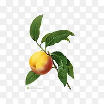 �ֻ���������Ҷ��-������