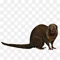 ������è�����������ߵ�Ұ������������˹�����-����-������