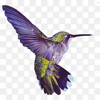 蜂鸟蓝色翅膀-空若网 蜂鸟蓝色翅膀-空若网