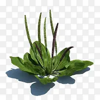 野草-空若网 野草-空若网