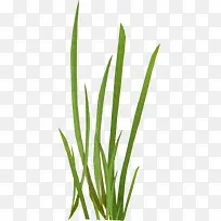 ��ɫС��-������