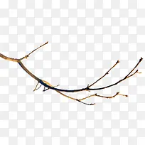 树枝-空若网 树枝-空若网