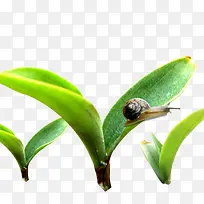 植物-空若网 植物-空若网