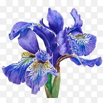 ��ɫ�����-������