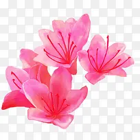 粉色的花朵-空若网 粉色的花朵-空若网