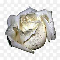 白色玫瑰-空若网 白色玫瑰-空若网