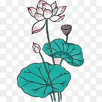 手绘莲子-空若网 手绘莲子-空若网