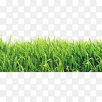 ÇàÇàС²ÝËØ²Ä-¿ÕÈôÍø ÇàÇàС²ÝËØ²Ä-¿ÕÈôÍø