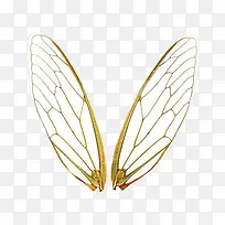 蝉翼素材-空若网 蝉翼素材-空若网