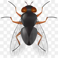 ͸�����Ĳ�Ӭ-������