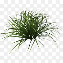 Ò»×åÂÌÉ«µÄС²ÝÖ²Îï-¿ÕÈôÍø Ò»×åÂÌÉ«µÄС²ÝÖ²Îï-¿ÕÈôÍø