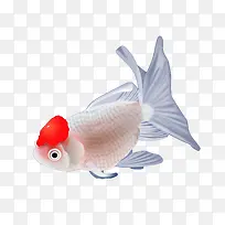白色小金鱼-空若网 白色小金鱼-空若网