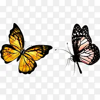 两只蝴蝶标本-空若网 两只蝴蝶标本-空若网