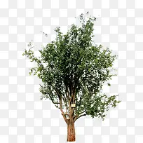 ֲ�����-������