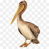 野生动物-空若网 野生动物-空若网