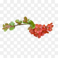 ºìɫʯÁñ»¨-¿ÕÈôÍø ºìɫʯÁñ»¨-¿ÕÈôÍø