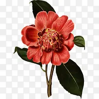 手绘红色花朵插画-空若网 手绘红色花朵插画-空若网