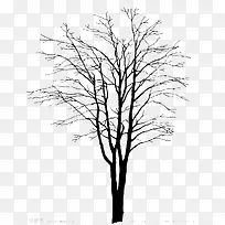 树枝-空若网 树枝-空若网