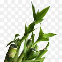 景深效果摄影合成绿色草本植物-空若网 景深效果摄影合成绿色草本植物-空若网