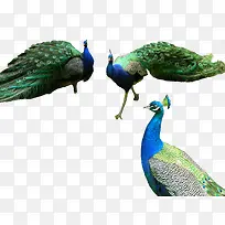 魅力绿孔雀-空若网 魅力绿孔雀-空若网