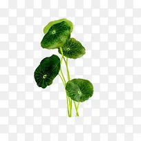 铜钱草-空若网 铜钱草-空若网