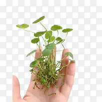手托铜钱草免抠素材免费下载-空若网 手托铜钱草免抠素材免费下载-空若网