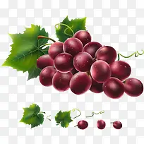 葡萄水果设计矢量素材-空若网 葡萄水果设计矢量素材-空若网