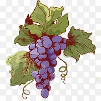 矢量紫色葡萄素材-空若网 矢量紫色葡萄素材-空若网
