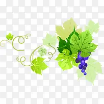 紫色葡萄PNG矢量素材-空若网 紫色葡萄PNG矢量素材-空若网