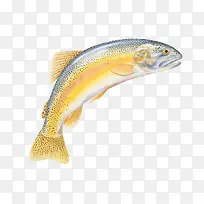 鱼类彩色插画-空若网 鱼类彩色插画-空若网