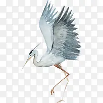 水彩画丹顶鹤矢量-空若网 水彩画丹顶鹤矢量-空若网