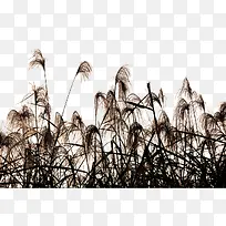 摇曳生姿的芦苇荡倩影-空若网 摇曳生姿的芦苇荡倩影-空若网