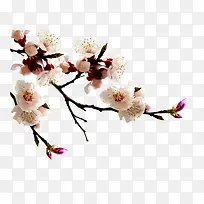 白色梅花植物新年元素-空若网 白色梅花植物新年元素-空若网