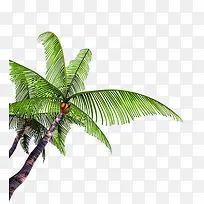 树的素材-空若网 树的素材-空若网