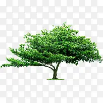 ��ɫ����-������