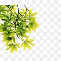 嫩绿色树枝树叶春天-空若网 嫩绿色树枝树叶春天-空若网