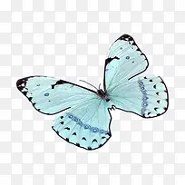 蝴蝶-空若网 蝴蝶-空若网