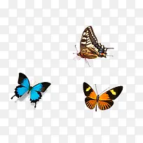 唯美蝴蝶-空若网 唯美蝴蝶-空若网