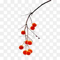 ��ٺ�ɫ������֦-������