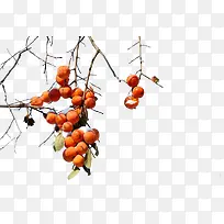 冬季柿子-空若网 冬季柿子-空若网